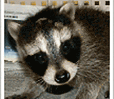 Wildlife Hospital Patients: Brick and Brack